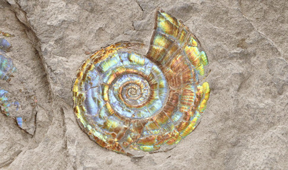 Transition Management